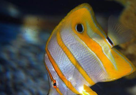 雷龍魚的水溫多少度最合適