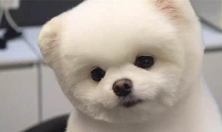 寵物狗狗都有哪些品種