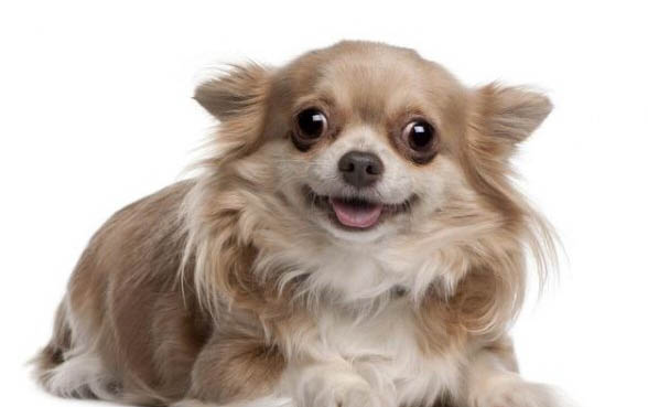 狗狗怎么參加賽級比賽
