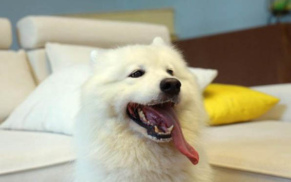 狗狗發燒嘔吐是犬瘟癥狀嗎?