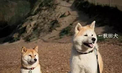 養柴犬需要注意什么