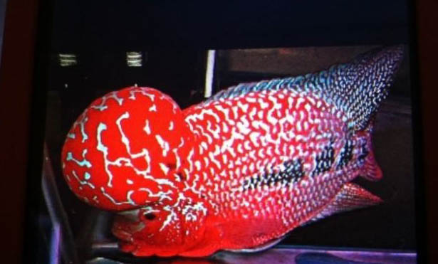 羅漢魚養到20公分需要多久