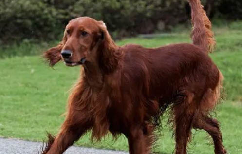 愛(ài)爾蘭雪達(dá)犬半夜突然叫是什么原因