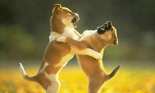 遛狗狗狗死活不走是為什么呢