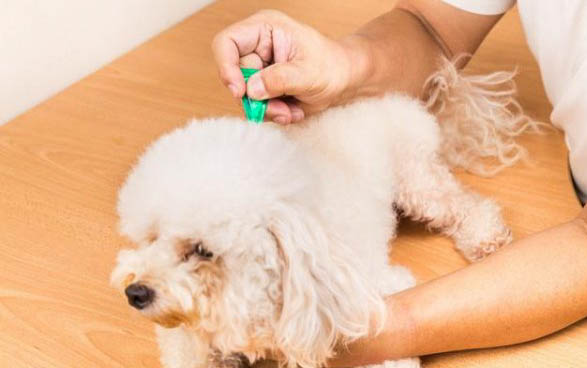 狗狗正常體溫多少正常?