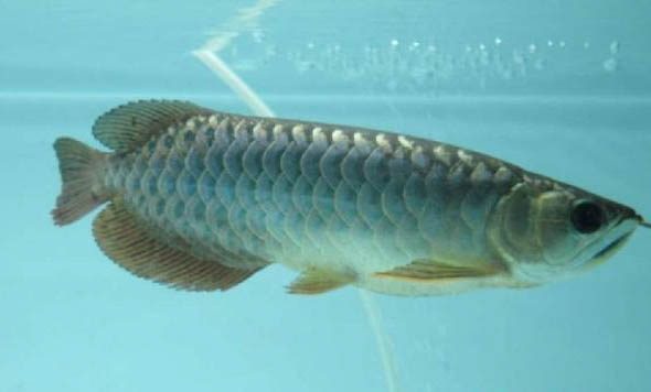 新手如何養金龍魚
