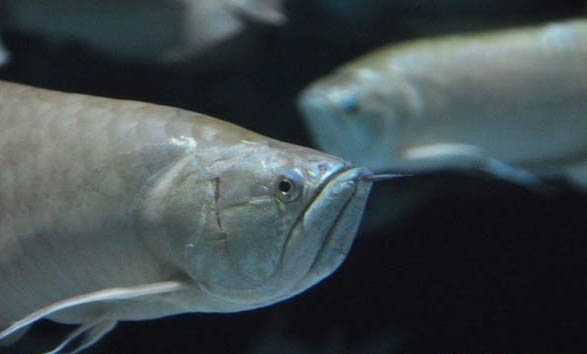 熱帶魚多久生一次小魚?