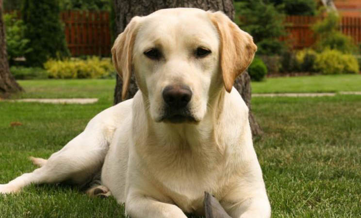 大型犬有哪些 大型犬品種大全