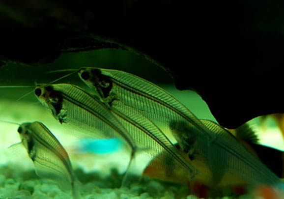 玻璃貓魚壽命是多長