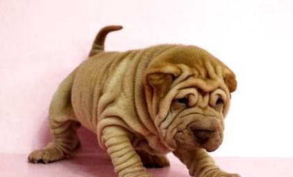 沙皮狗不能吃的水果,你知道幾個