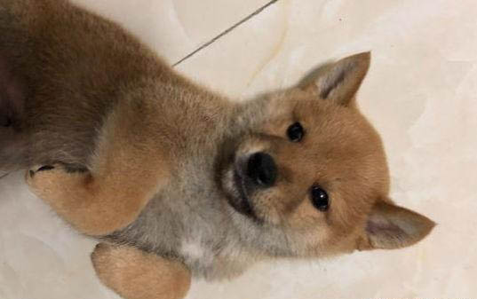 狗狗可以吃板栗仁嗎？