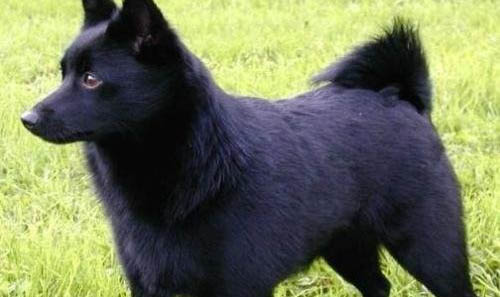 西帕基犬感冒吃什么藥好