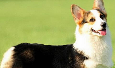 柯基犬嘔吐白沫的原因及處理方法