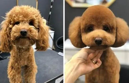 貴賓犬多久洗一次澡