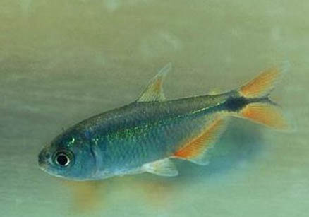 孔雀魚換水要不要加鹽嗎