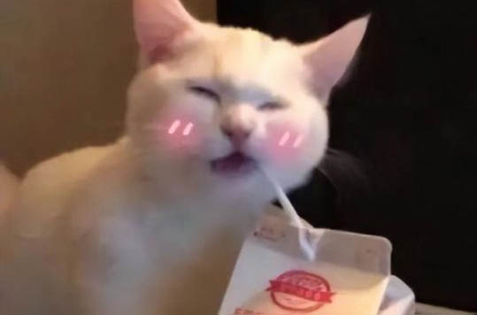 貓滴蟲會(huì)傳染人嗎