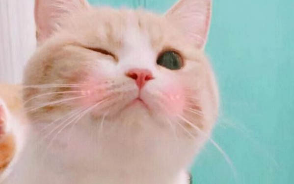 小貓的飼養方法及注意事項是什么