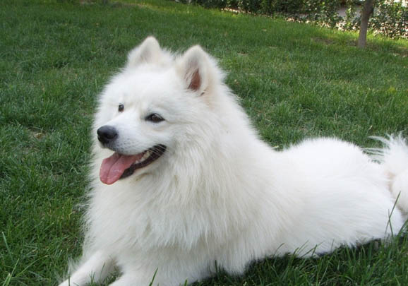 飼養(yǎng)薩摩耶幼犬要注意哪些事情