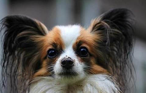 蝴蝶犬突然不愛吃東西的原因是什么