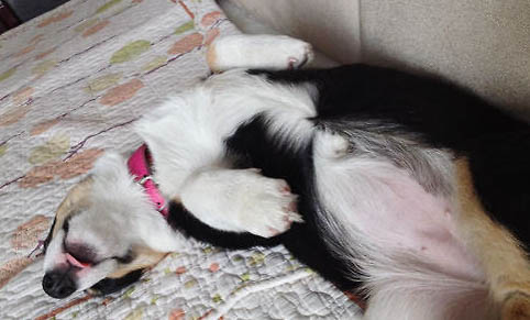 狗狗得狂犬病的癥狀有哪些
