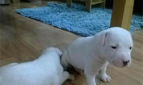 比特犬和加納利犬誰(shuí)更厲害