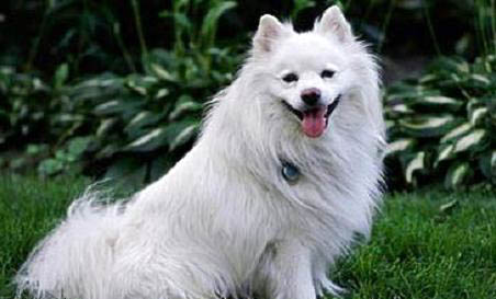西藏獵犬嘔吐不吃東西的原因及處理方法