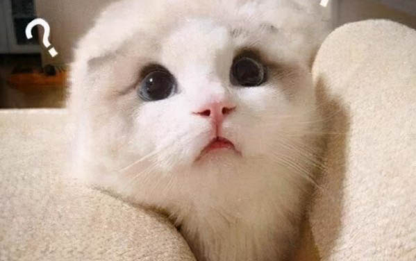 為什么不能被貓舔到