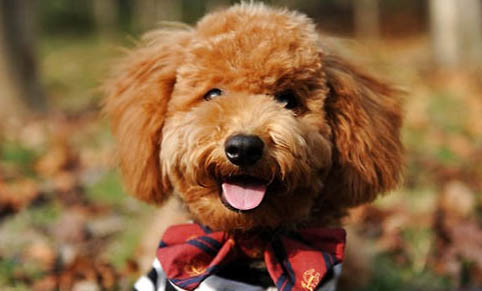 老年犬心臟肥大會(huì)有什么影響