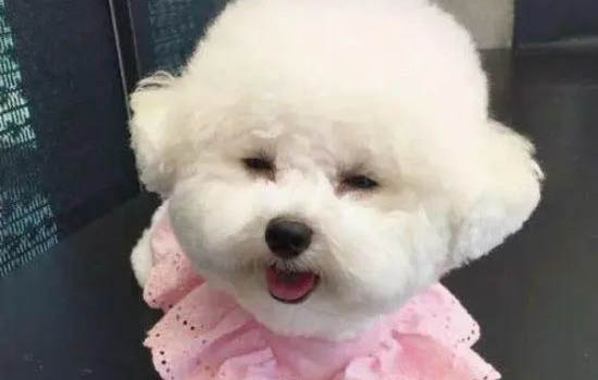 幼犬得了冠狀病毒能活嗎多久死亡