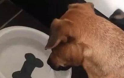 怎么確認狗狗有沒有吃老鼠藥