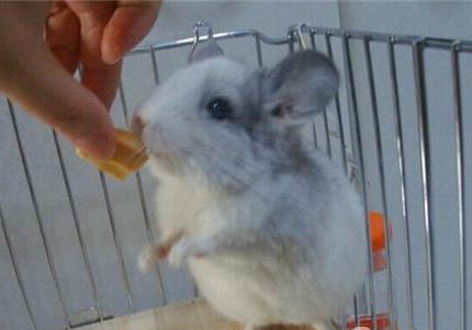 龍貓受到驚嚇如何安撫