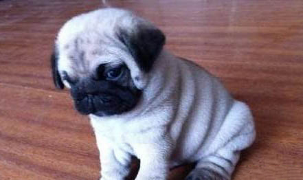 八哥犬怎么訓練大小便？