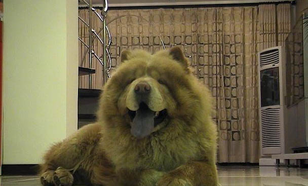 狗狗甲亢能活多久啊?