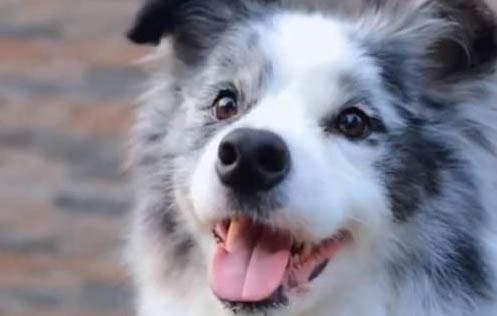 中亞牧羊犬產后十天可以洗澡嗎