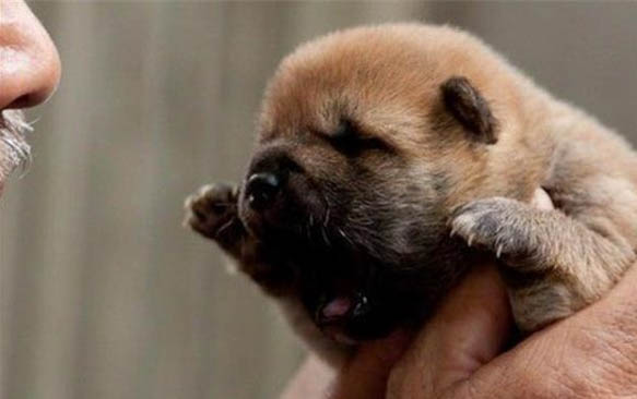 母犬絕育多久恢復(fù)