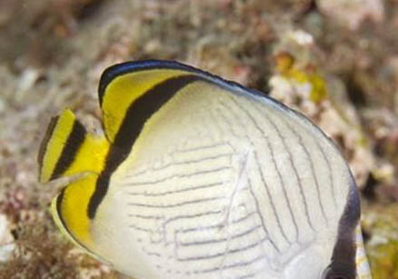 蝴蝶犬的飼養要點有哪些