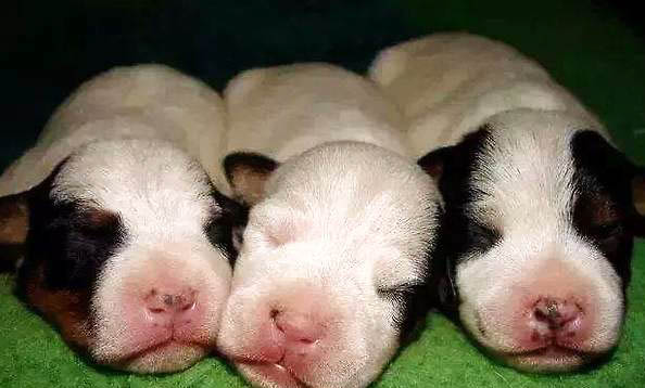 幼犬身上有結痂皮屑的原因及處理方法