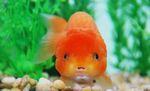 草金和金魚混養(yǎng)的后果