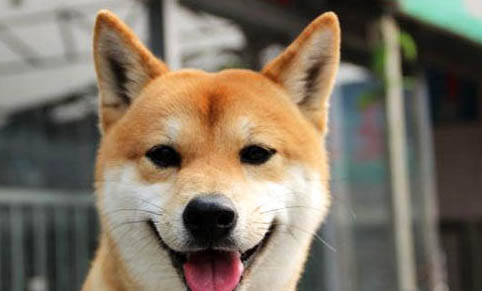 柴犬會不會拆家啊