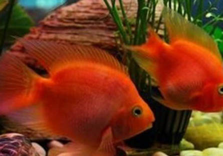 招財(cái)魚(yú)身上出現(xiàn)紅斑怎么治