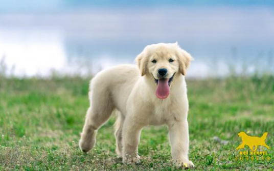 泰迪犬和比熊犬哪個好養(yǎng)