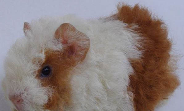 荷蘭豬人能吃嗎