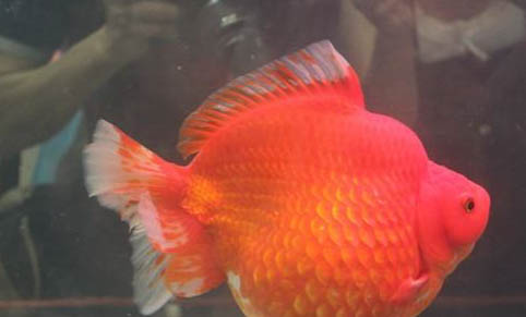 觀賞魚氣泡病的癥狀表現