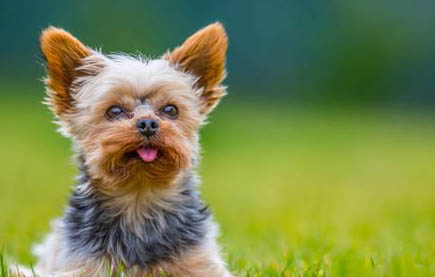 夏季狗掉毛的原因及處理方法