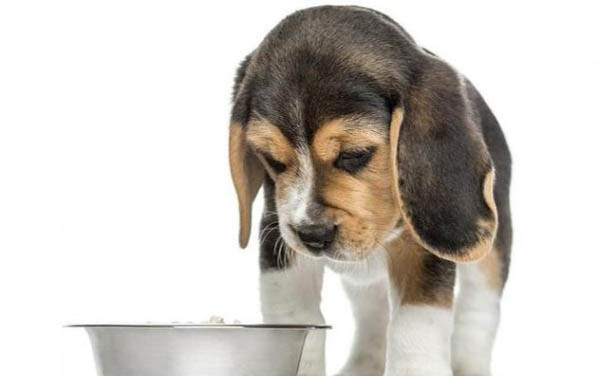 狗狗不發燒鼻子干正常嗎