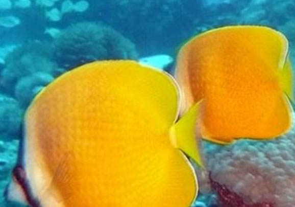 蝴蝶鯉蹭缸的治療方法