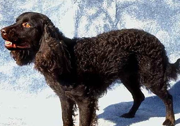 美國水獵犬的毛色有幾種