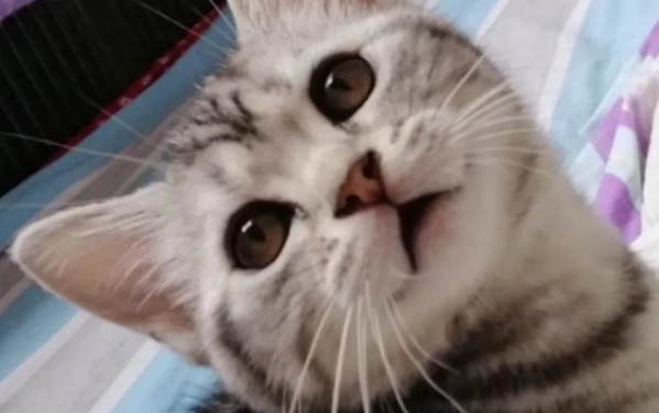 貓咪背上有白色皮屑