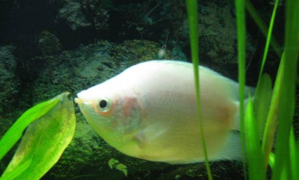 孔雀魚身上長白點怎么辦