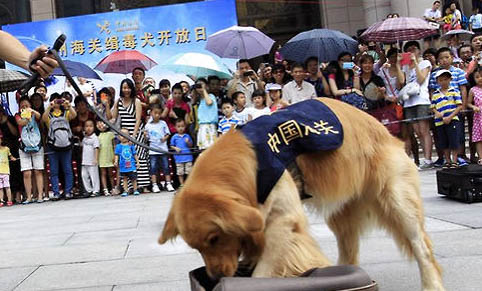 狗狗可以吃甘蔗嗎